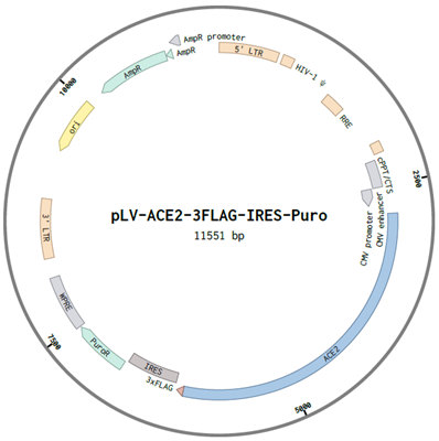 ACE2-3xFLAG-HEK293T stable cell line
