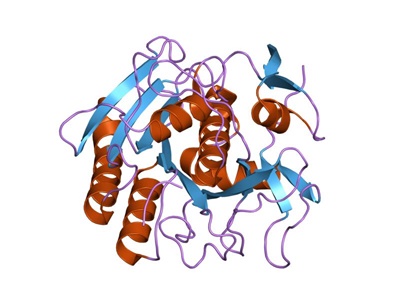 Proteinase K, Recombinant, PCR Grade
