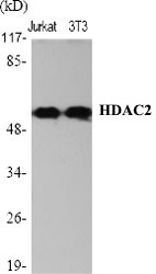HDAC2 Polyclonal Antibody