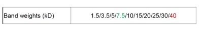 AceColor™ prestained Protein marker (1.5-40 kDa)