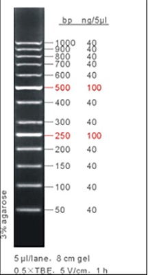 50 bp DNA ladder, 50-1000bp
