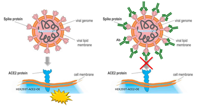 Pseudovirus-SARS-CoV-2
