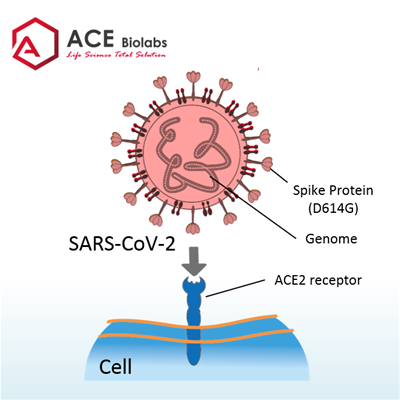 <span style="font-size:18px;"><span style="font-family:Trebuchet MS,Helvetica,sans-serif;"><strong>Pseudovirus-SARS-COV-2 (D614G)</strong></span></span>