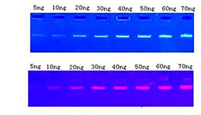 SafeView Nucleic Acid stain