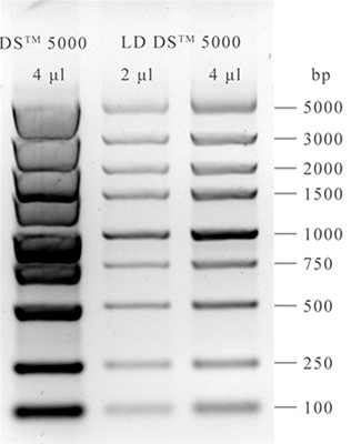 NARed Nucleic Acid stain