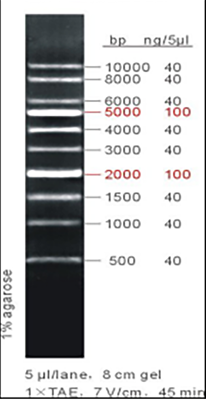 1 kb DNA ladder, 50-10000bp