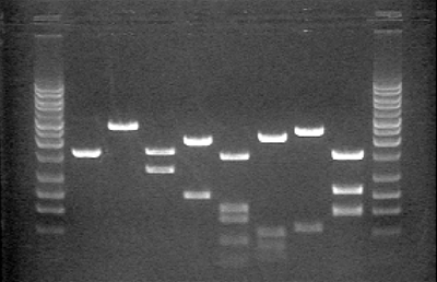 ACExtract™ Plasmid Mini Kit