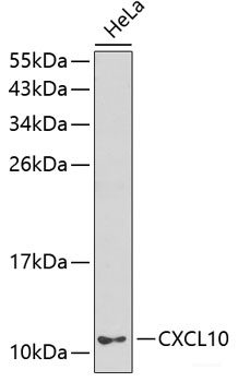Human IP-10 Polyclonal Antibody