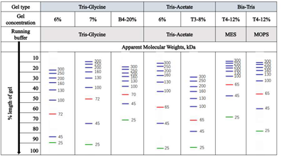 AceColor™ prestained Protein marker (25-300 kDa)