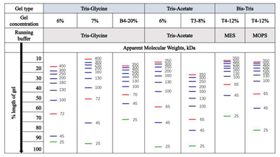 AceColor™ prestained Protein marker (25-400 kDa)