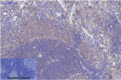 Bax mouse Monoclonal Antibody(6F11)