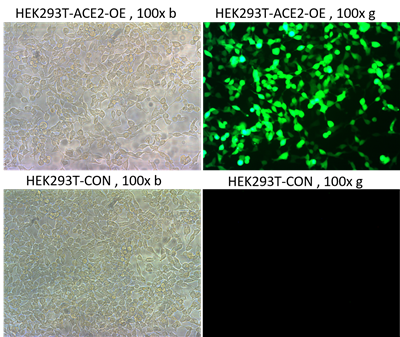 Pseudovirus-SARS-CoV-2