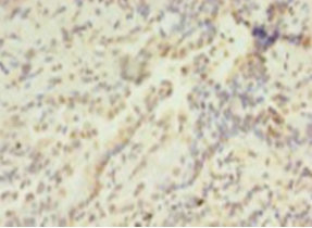 Histone H2AG Antibody