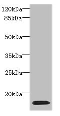 Histone H2AG Antibody