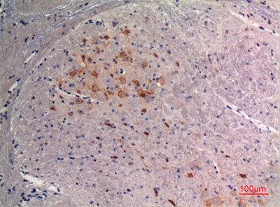 FGF-9 Polyclonal Antibody