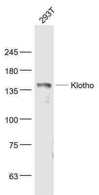 Rabbit Anti-Klotho antibody