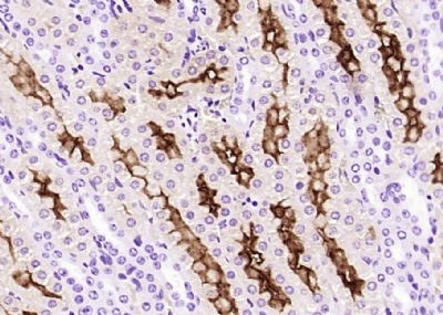 Rabbit Anti-Klotho antibody