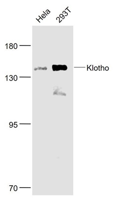 Rabbit Anti-Klotho antibody