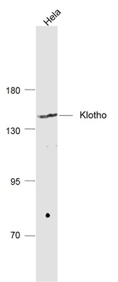 Rabbit Anti-Klotho antibody