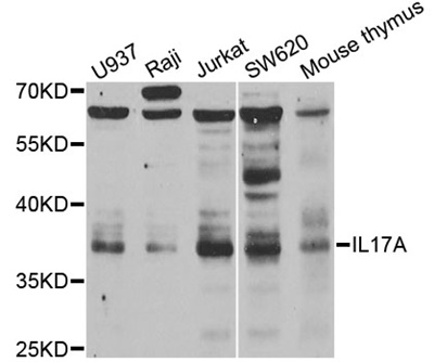 IL17A Polyclonal Antibody