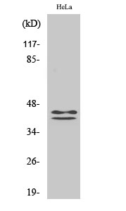ERK 1/2 (phospho Tyr204) Polyclonal Antibody