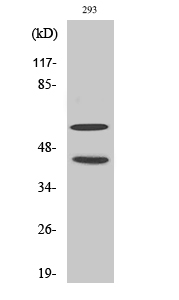 JNK1/2/3 (phospho Thr183/Y185) Polyclonal Antibody