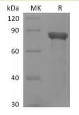 Recombinant Human GAS6 (C-6His)