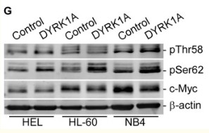 c-Myc (Phospho Thr58) Rabbit pAb