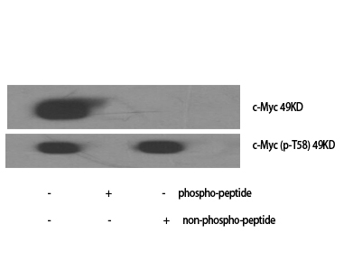 c-Myc (Phospho Thr58) Rabbit pAb