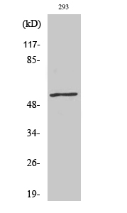 c-Myc (Phospho Thr58) Rabbit pAb