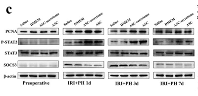 Stat3 (Phospho Ser727) Rabbit pAb