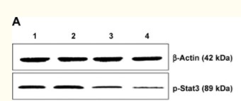 Stat3 (Phospho Ser727) Rabbit pAb