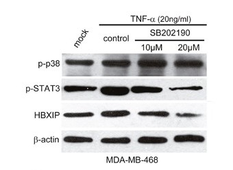 Stat3 (Phospho Ser727) Rabbit pAb