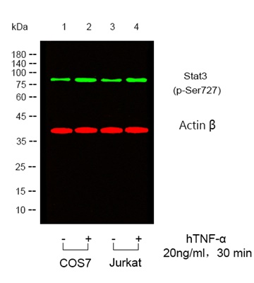 Stat3 (Phospho Ser727) Rabbit pAb