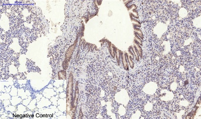 Stat3 (Phospho Ser727) Rabbit pAb