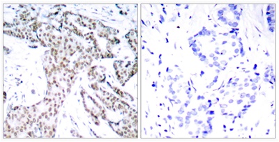 Stat3 (Phospho Ser727) Rabbit pAb