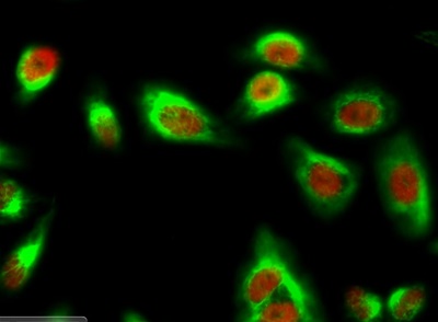 Stat3 (Phospho Ser727) Rabbit pAb