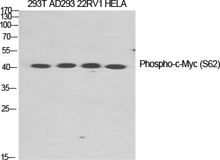 c-Myc (Phospho Ser62) Rabbit pAb