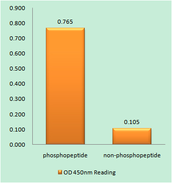 c-Myc (Phospho Ser62) Rabbit pAb