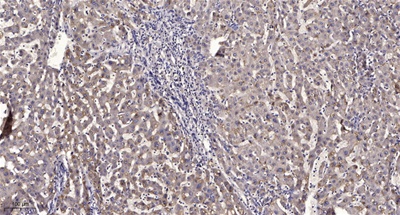 JAK1 (3F12) Mouse mAb