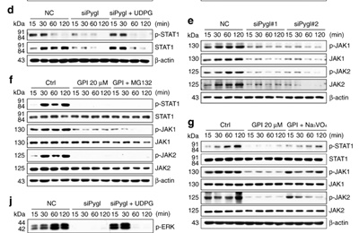JAK2 (Phospho Tyr570) Rabbit pAb