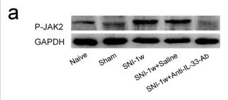 JAK2 (Phospho Tyr570) Rabbit pAb