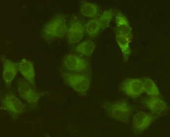 Jak1 Mouse mAb