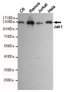 Jak1 Mouse mAb