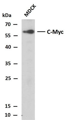 c-MYC (PTR2340) Mouse mAb