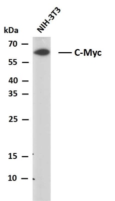 c-MYC (PTR2340) Mouse mAb