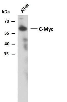 c-MYC (PTR2340) Mouse mAb