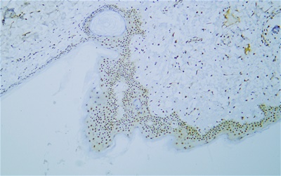 c-MYC (PTR2340) Mouse mAb