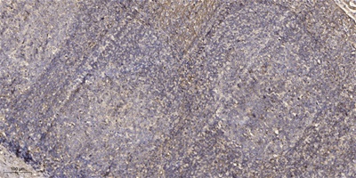 Sox2 (Phospho Ser250/251) Rabbit pAb