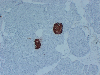 Insulin (PT2015) mouse mAb